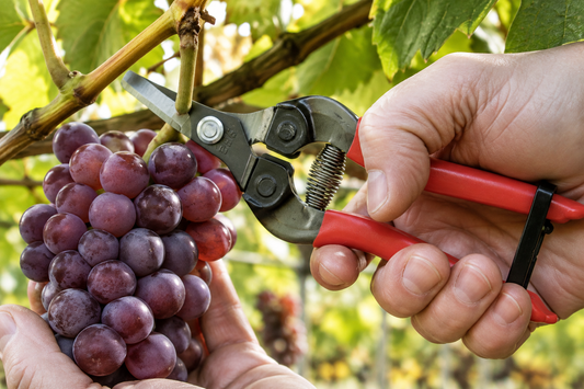 ARS 310 Fruit- bloemen- groente- schaar 16cm korte bek gebogen met rood heft